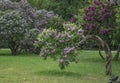 Lilac garden in Moscow.