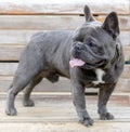 14-Month-Old blue gray male Frenchie puppy standing on a bench and panting