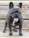 14-Month-Old blue gray male Frenchie puppy standing on a bench and panting