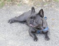 8-Month-Old Blue Isabella Male Frenchie Lying Down and Looking Away