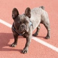 7-Month-Old Blue Isabella Male Frenchie on Track Field