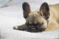 4-month-old French bulldog puppy outdoor head portrait Royalty Free Stock Photo