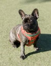 6-Month-Old Brindle Frenchie Female Sitting and Looking Away