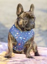 8-Month-Old brindle Frenchie male puppy sitting on a beach towel and looking away