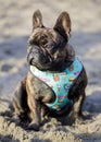8-Month-Old Brindle Frenchie Male Puppy Sitting and Looking Away