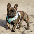 8-Month-Old Brindle Frenchie male puppy standing