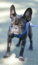 10-Month-Old Brindle Male Frenchie