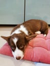 A 2.5-month-old brown puppy with a white muzzle of a Welsh corgi cardigan lies on a pink pillow and looks in front of him
