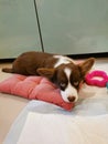 A 2.5-month-old brown Welsh Corgi Cardigan puppy with a white muzzle lies on a pink pillow, around her toy and looks up