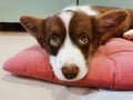 A 2.5-month-old brown Welsh Corgi Cardigan puppy with a white muzzle lies on a pink pillow and looks up