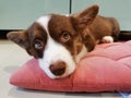 A 2.5-month-old brown Welsh Corgi Cardigan puppy with a white muzzle lies on a pink pillow and looks up