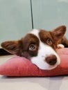 A 2.5-month-old brown Welsh Corgi Cardigan puppy with a white muzzle lies on a pink pillow and looks up