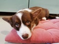 A 2.5-month-old brown Welsh Corgi Cardigan puppy with a white muzzle lies on a pink pillow and looks up