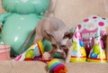 A 3-month-old Canadian Sphynx little kitten and a birthday party.
