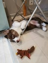 A 2.5-month-old Cardigan Welsh corgi puppy, brown and white, lies on its back under the crossbar of the metal legs of the chair Royalty Free Stock Photo