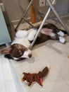 A 2.5-month-old Cardigan Welsh corgi puppy, brown and white, lies on its back under the crossbar of the metal legs of the chair