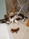 A 2.5-month-old Cardigan Welsh corgi puppy, brown with a white muzzle, paws and breast, lies on its side under the crossbar of the