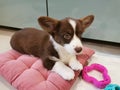 A 2.5-month-old Cardigan Welsh corgi puppy, brown with a white muzzle, paws and breast, lies on a pink pillow, around her toy and