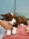 A 2.5-month-old Cardigan Welsh corgi puppy, brown with a white muzzle, paws and breast, lies on a pink pillow, and the owner