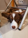 A 2.5-month-old Cardigan Welsh corgi puppy, brown with a white muzzle, paws and breast, lies under the crossbar of the metal legs
