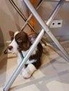A 2.5-month-old Cardigan Welsh corgi puppy, brown with a white muzzle, paws and breast, is lying under a chair, with her head