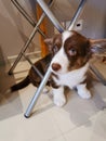 A 2.5-month-old Cardigan Welsh corgi puppy, brown with a white muzzle, paws and breast, sits between the metal legs of a chair