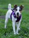 5-Month-Old female Jack Russell Terrier puppy camera shy and barking Royalty Free Stock Photo