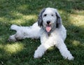 11-Month-Old Female Puppy Bernedoodle, cross breed of Bernese Mountain Dog and Poodle. Off-leash dog park in Northern California Royalty Free Stock Photo