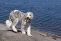 Saint Berdoodle Dog at Shoreline with long tongue hanging.