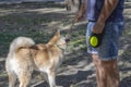 5 month old Japanese Akita Inu puppy for a walk in the dog park