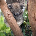 This is a 10 month old joey koala rescued from the bush fires on kangaroo island