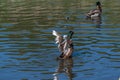 3 month old juvenile mallard duck with adult flight feathers begining to emerge