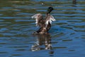 3 month old juvenile mallard duck with adult flight feathers begining to emerge
