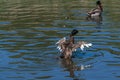 3 month old juvenile mallard duck with adult flight feathers begining to emerge