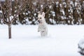8 month old labrador puppy frolicking in freshly fallen snow. photo during the jump. dog carries her toy. ears flew up. Royalty Free Stock Photo