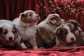 Month old litter of Australian Shepherd puppies on red plaid against background of bright yellow garlands. Five beautiful Aussi Royalty Free Stock Photo