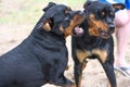 10 month old male and 3 year old female purebred rottweilers playing with a toy