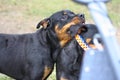 10 month old male and 3 year old female purebred rottweilers playing with a toy