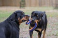 10 month old male and 3 year old female purebred rottweilers playing with a toy