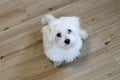 A 4 month old Maltese dog sits on the floor and is waiting