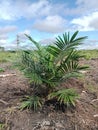 8 month old oil palm tree Royalty Free Stock Photo