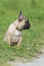 4-month old purebred French Bulldog puppy in a park