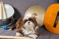 6 month old shih tzu puppy facing the camera surrounded by snare, cymbals, drumsticks and guitar