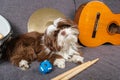 6 month old shih tzu puppy with his head turned around surrounded by snare, cymbals, drumsticks and guitar