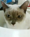 4 Month Old Siamese/Himalayan Kitten