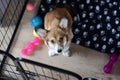 4 month old welsh corgi puppy in a crate during a crate training