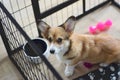 4 month old welsh corgi puppy in a crate during a crate training Royalty Free Stock Photo