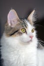 8-Month-Old White Kitten with Brown Tabby Markings Royalty Free Stock Photo