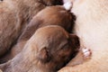 Newborn puppy eating breast milk