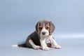 1 month pure breed beagle Puppy